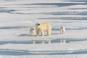 Polar Bear Temp